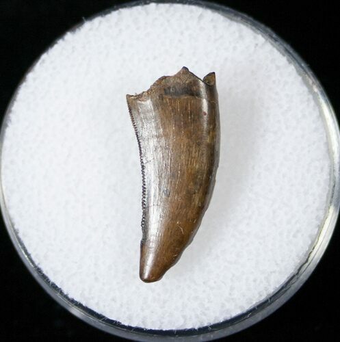 Tyrannosaur Tooth - Hell Creek Formation #14778